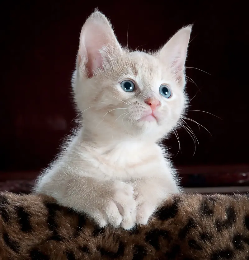 A cat beside an automatic litter box