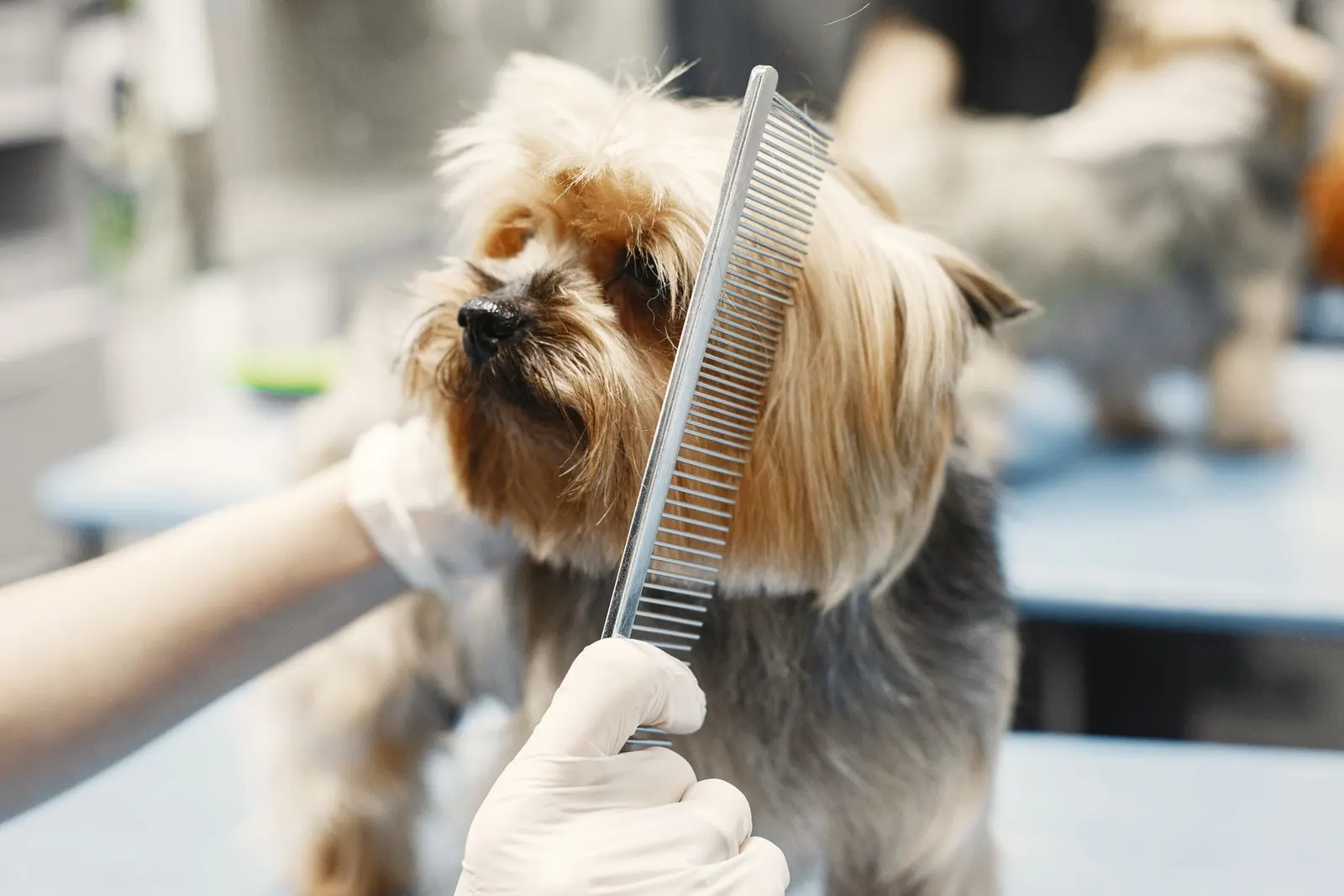 A dog being brushed with a slicker brush