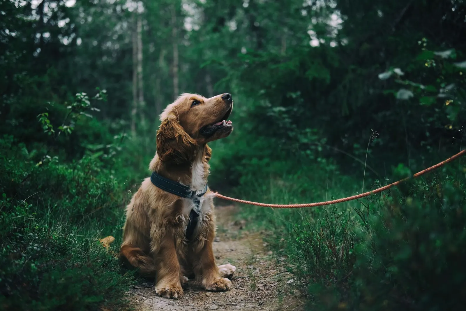 A dog wearing a padded harness on a walk